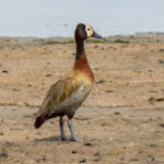 White-faced Whistling Duck (Dendrocygna viduata) @ Ndumo Game Reserve, South Africa. Photo: Håvard Rosenlund