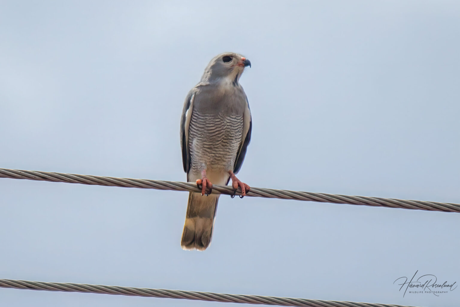 Lizard Buzzard (Kaupifalco monogrammicus) @ Phinda Private Game Reserve, South Africa. Photo: Håvard Rosenlund