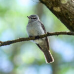 Ashy Flycatcher (Fraseria caerulescens) @ St Lucia Estuary, South Africa. Photo: Håvard Rosenlund