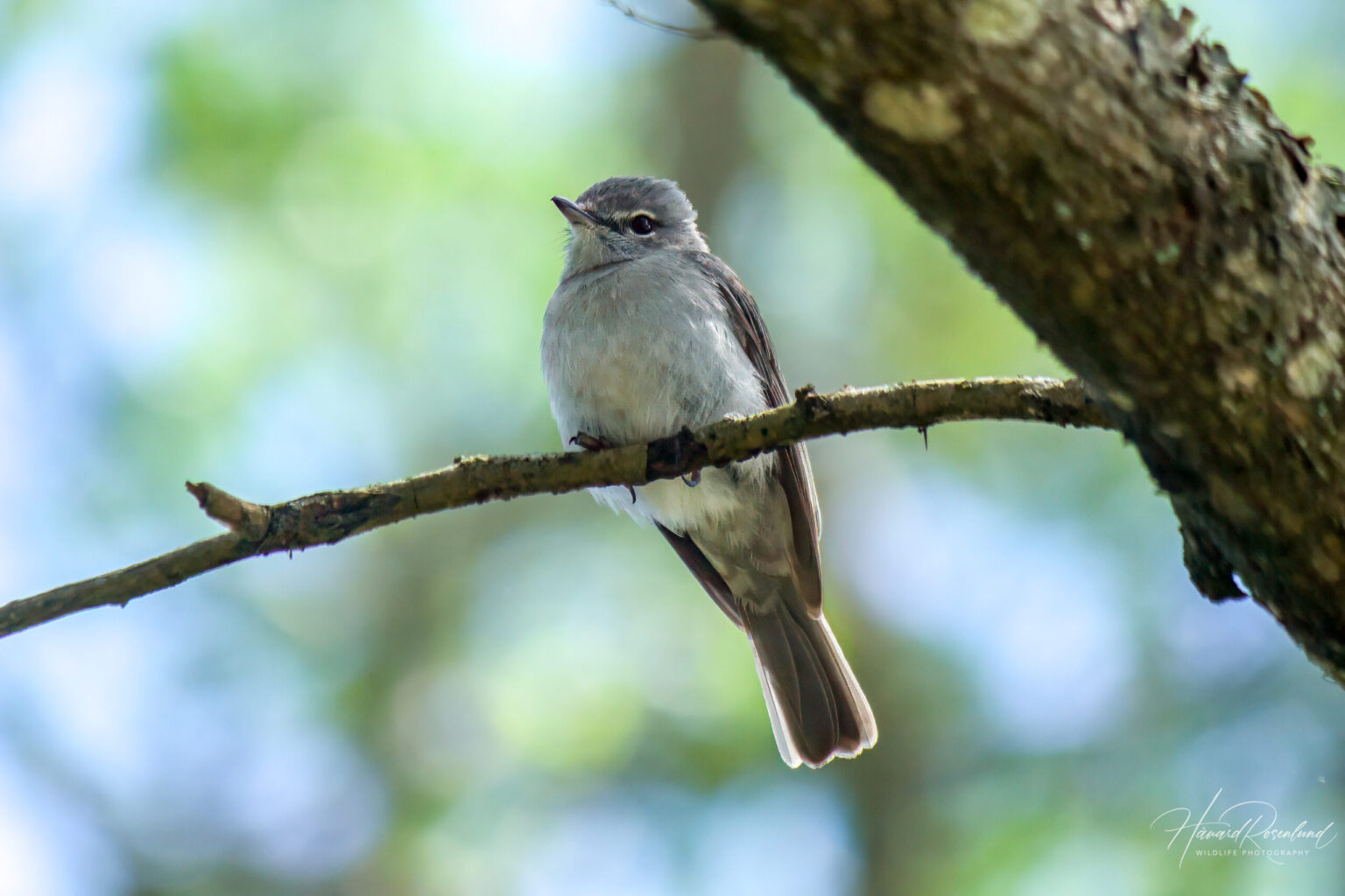 Ashy Flycatcher (Fraseria caerulescens) @ St Lucia Estuary, South Africa. Photo: Håvard Rosenlund