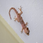 Tropical House Gecko (Hemidactylus mabouia) @ St Lucia Estuary, South Africa. Photo: Håvard Rosenlund
