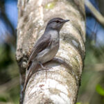 Ashy Flycatcher (Fraseria caerulescens) @ St Lucia Estuary, South Africa. Photo: Håvard Rosenlund