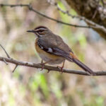 Bearded Scrub-Robin (Tychaedon quadrivirgata) @ Tembe Elephant Park, South Africa. Photo: Håvard Rosenlund