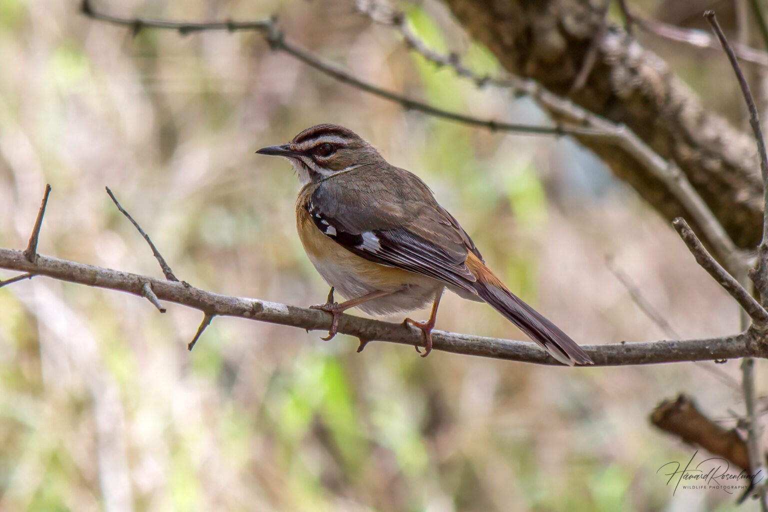 Bearded Scrub-Robin (Tychaedon quadrivirgata) @ Tembe Elephant Park, South Africa. Photo: Håvard Rosenlund