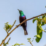 Purple-banded Sunbird (Cinnyris bifasciatus) @ Ndumo Game Reserve, South Africa. Photo: Håvard Rosenlund