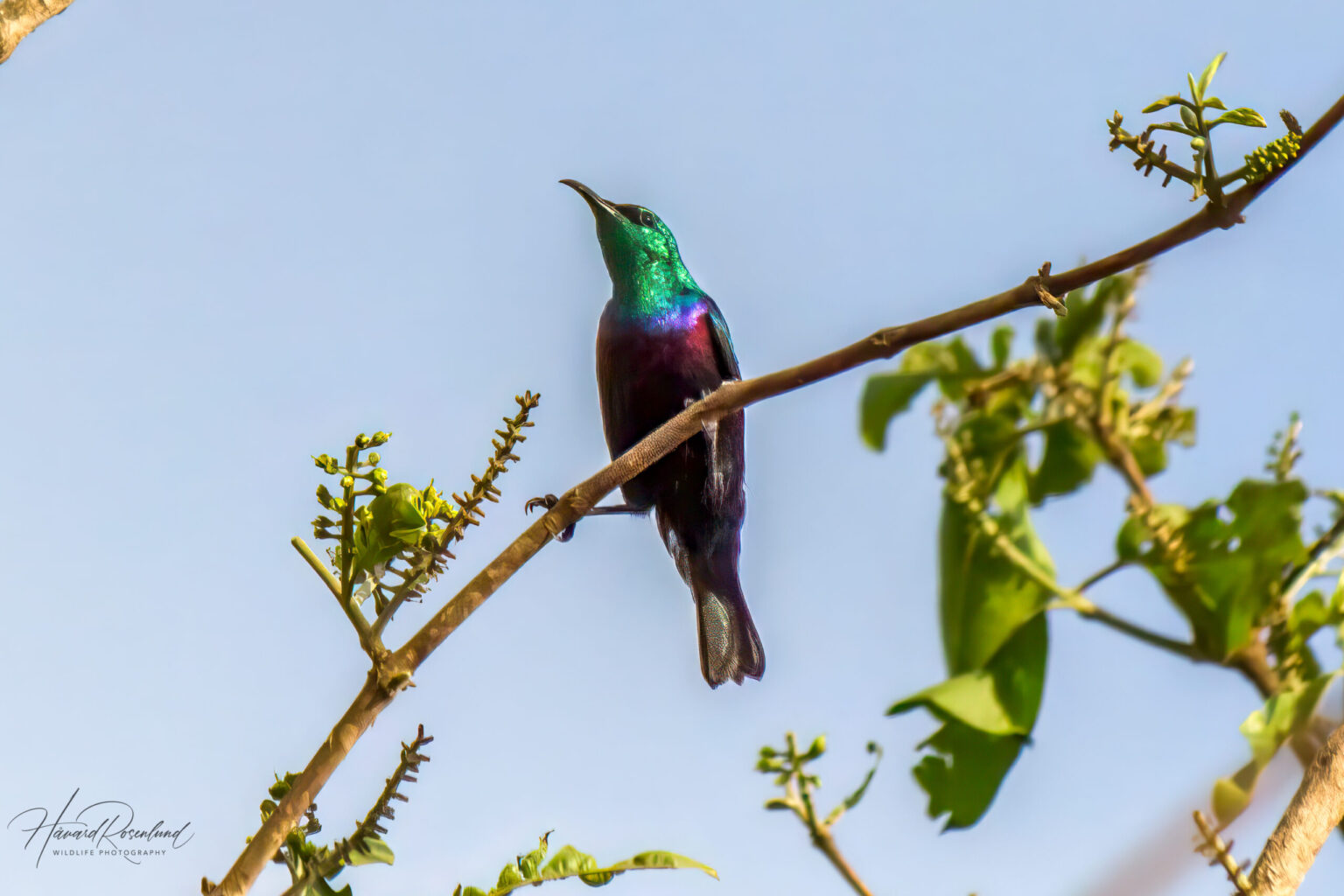 Purple-banded Sunbird (Cinnyris bifasciatus) @ Ndumo Game Reserve, South Africa. Photo: Håvard Rosenlund