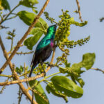 Purple-banded Sunbird (Cinnyris bifasciatus) @ Ndumo Game Reserve, South Africa. Photo: Håvard Rosenlund
