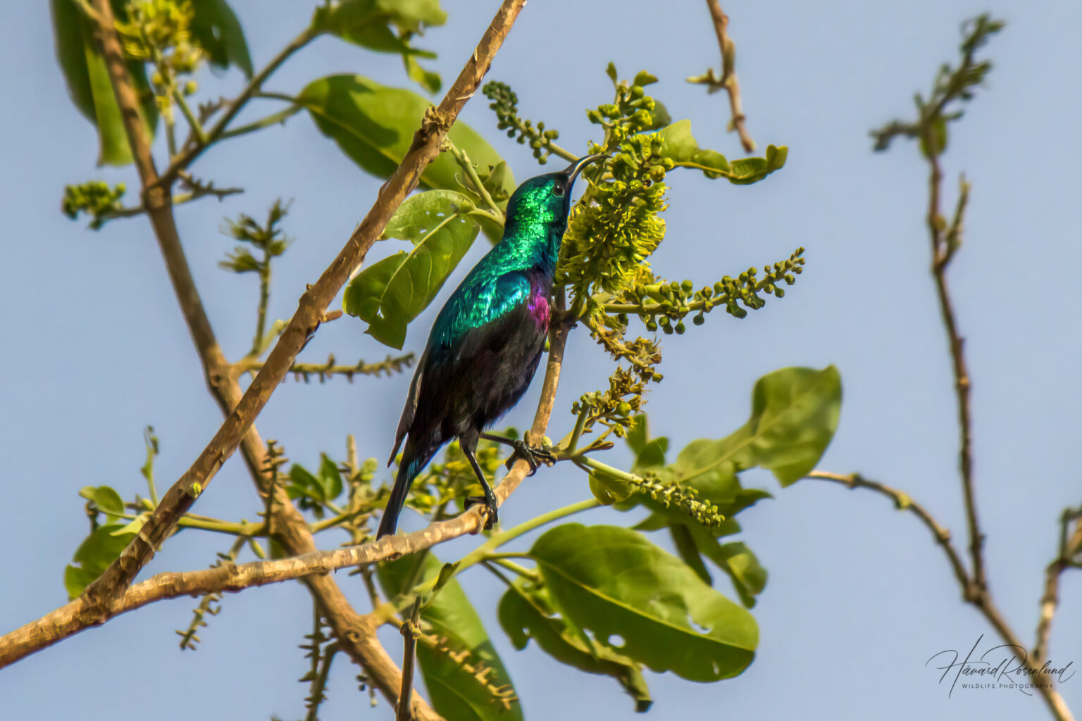 Purple-banded Sunbird (Cinnyris bifasciatus) @ Ndumo Game Reserve, South Africa. Photo: Håvard Rosenlund