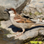 House Sparrow (Passer domesticus) - Male @ Botanical Garden Oslo, Norway. Photo: Håvard Rosenlund