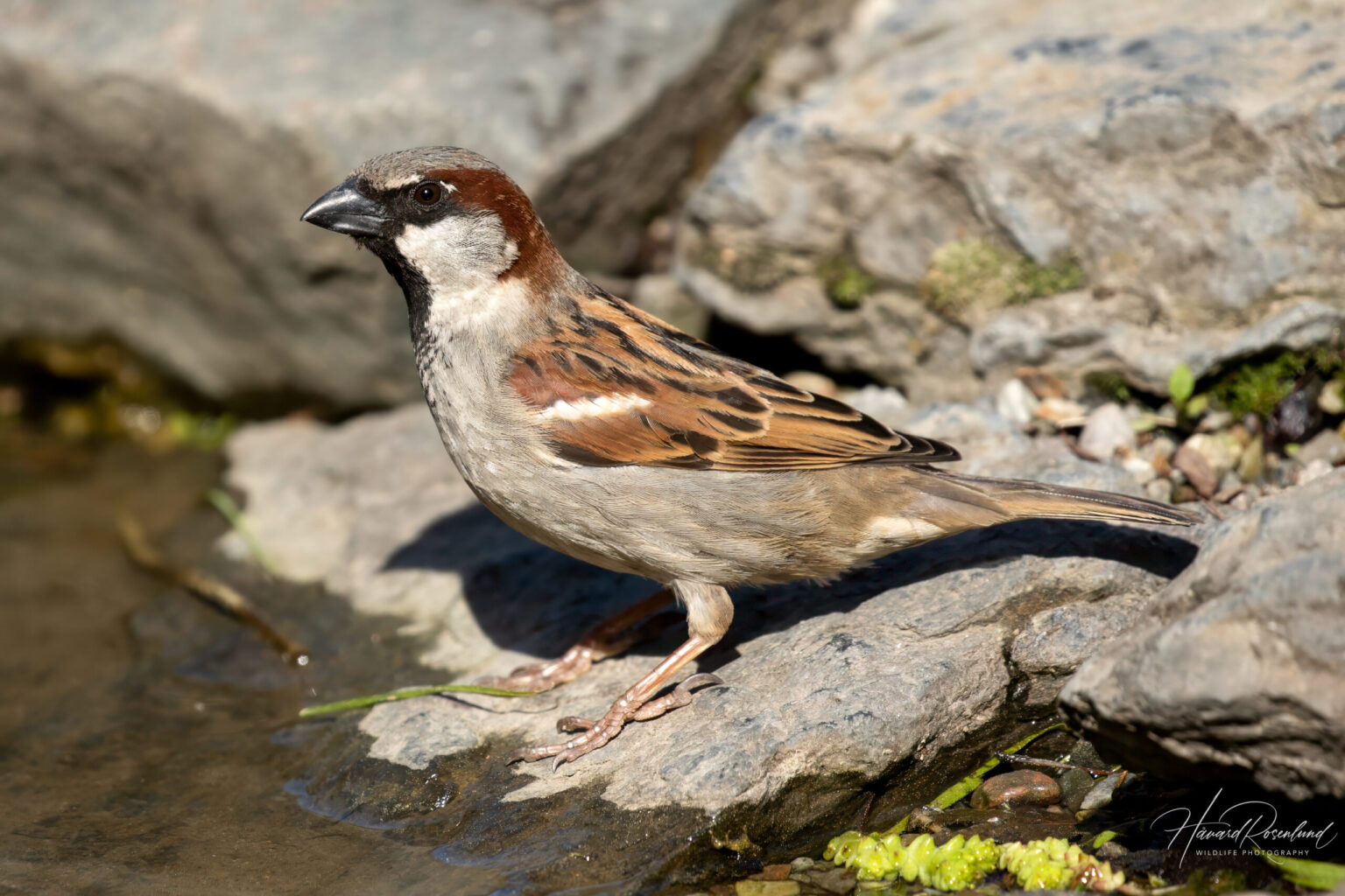 House Sparrow (Passer domesticus) - Male @ Botanical Garden Oslo, Norway. Photo: Håvard Rosenlund