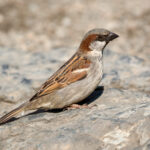 House Sparrow (Passer domesticus) - Male @ Botanical Garden Oslo, Norway. Photo: Håvard Rosenlund