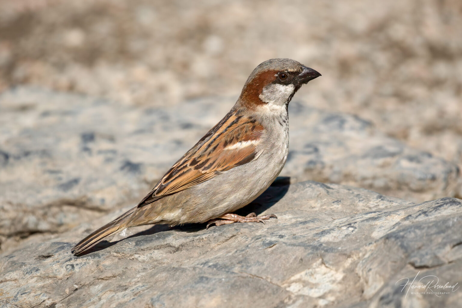 House Sparrow (Passer domesticus) - Male @ Botanical Garden Oslo, Norway. Photo: Håvard Rosenlund