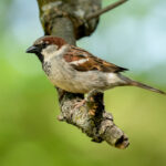 House Sparrow (Passer domesticus) - Male @ Botanical Garden Oslo, Norway. Photo: Håvard Rosenlund