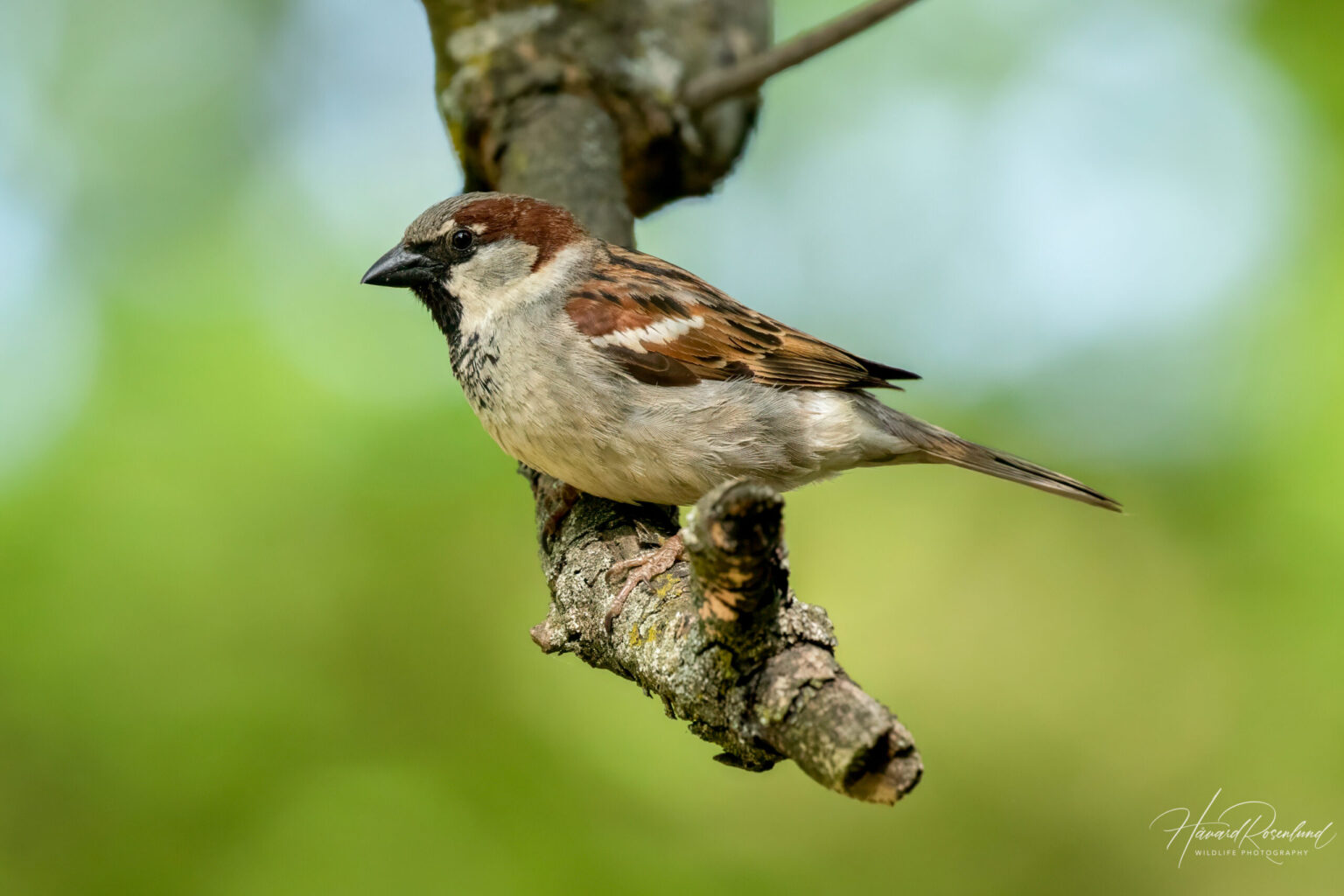 House Sparrow (Passer domesticus) - Male @ Botanical Garden Oslo, Norway. Photo: Håvard Rosenlund