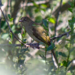 Sombre Greenbul (Andropadus importunus) @ Thanda Private Game Reserve, South Africa. Photo: Håvard Rosenlund