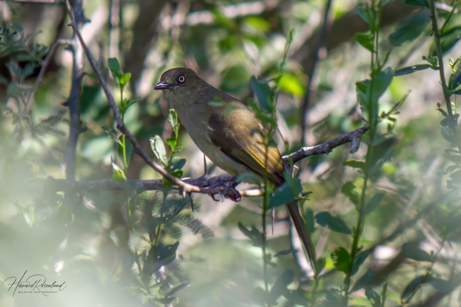 Sombre Greenbul (Andropadus importunus) @ Thanda Private Game Reserve, South Africa. Photo: Håvard Rosenlund