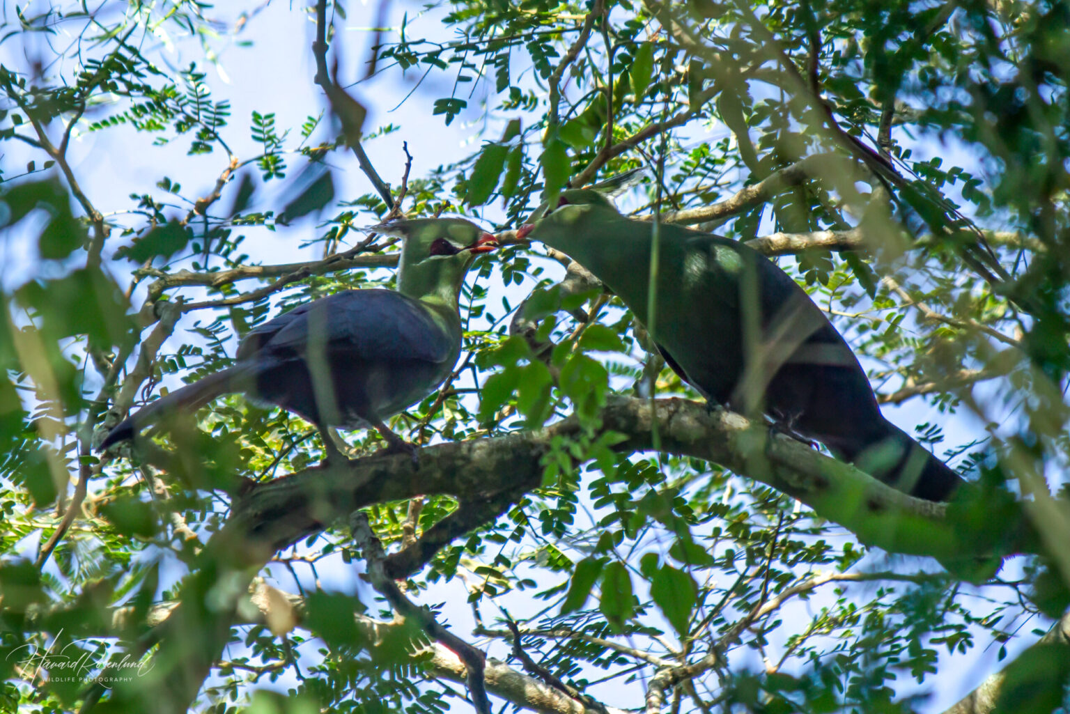 Livingstone's Turaco (Tauraco livingstonii) @ St Lucia Estuary, South Africa. Photo: Håvard Rosenlund
