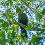 Livingstone's Turaco (Tauraco livingstonii) @ St Lucia Estuary, South Africa. Photo: Håvard Rosenlund