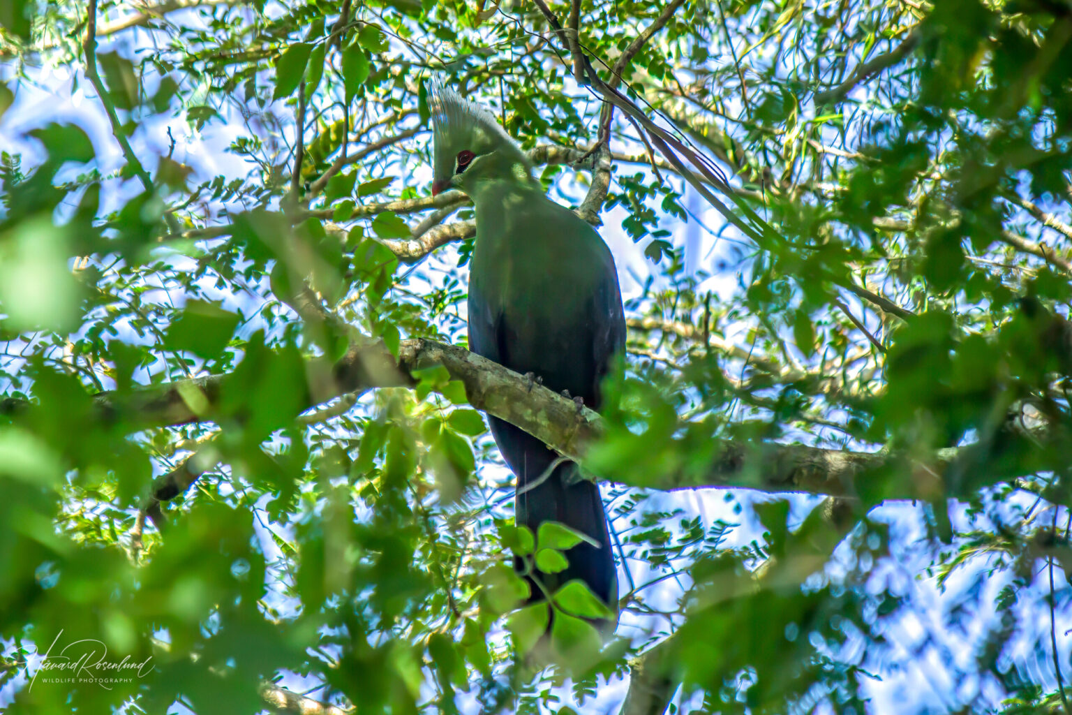 Livingstone's Turaco (Tauraco livingstonii) @ St Lucia Estuary, South Africa. Photo: Håvard Rosenlund