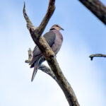 Red-eyed Dove (Streptopelia semitorquata) @ St Lucia Estuary, South Africa. Photo: Håvard Rosenlund