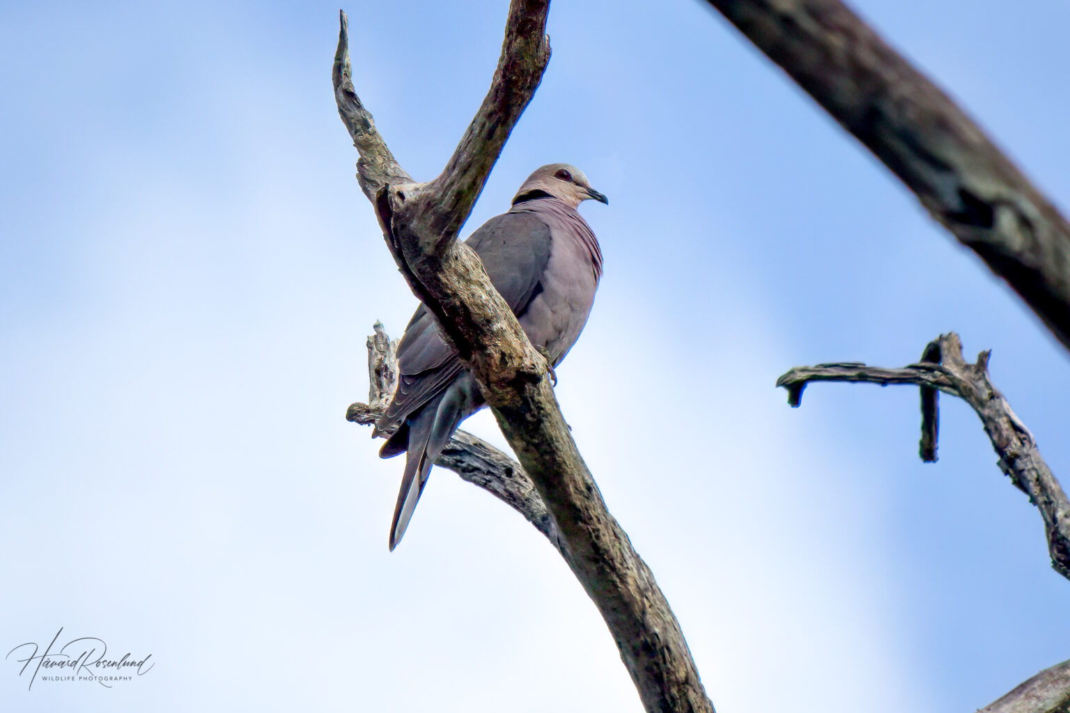 Red-eyed Dove (Streptopelia semitorquata) @ St Lucia Estuary, South Africa. Photo: Håvard Rosenlund