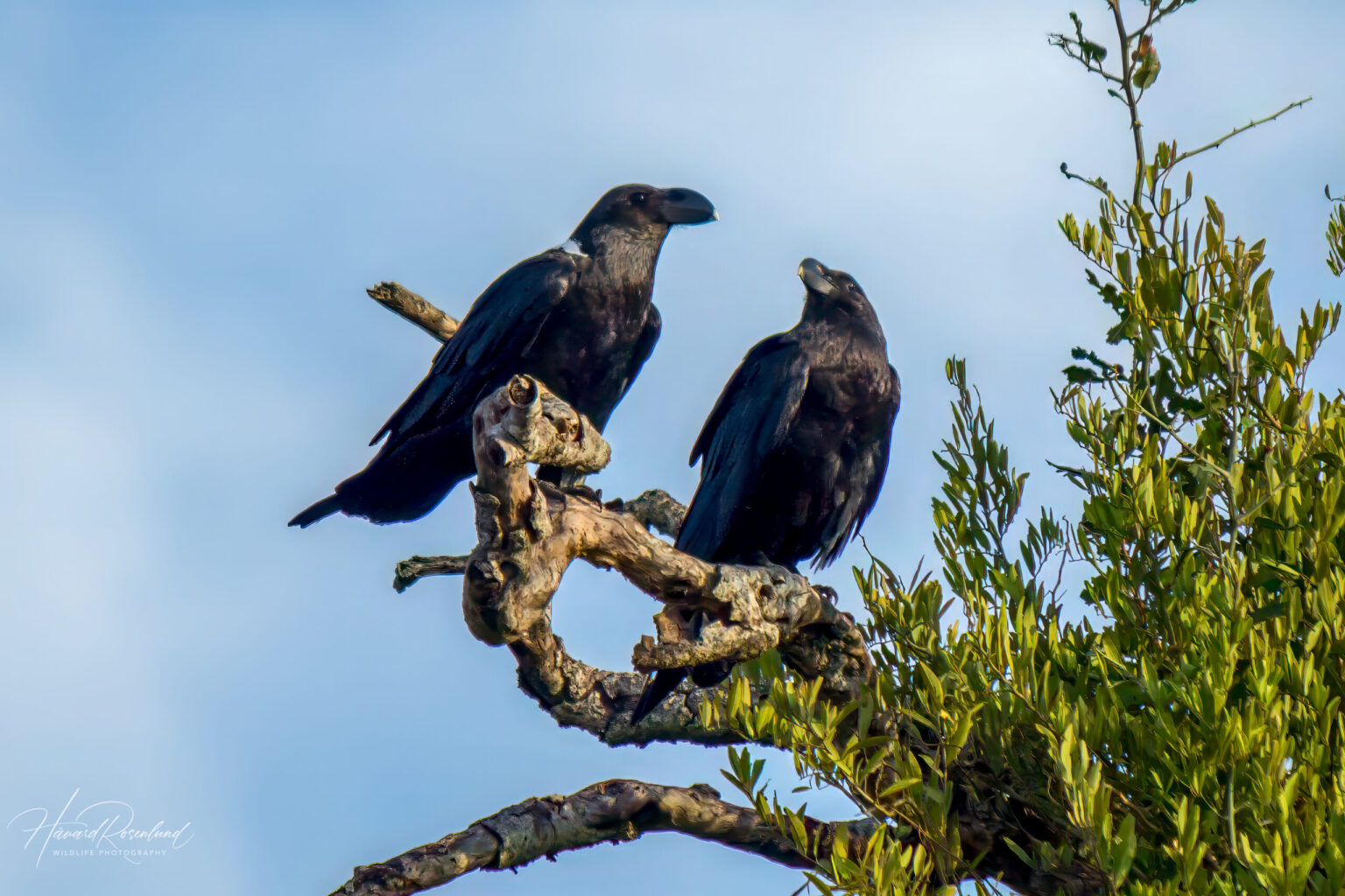 White-necked Raven (Corvus albicollis) @ Hluhluwe-iMfolozi Park, South Africa. Photo: Håvard Rosenlund