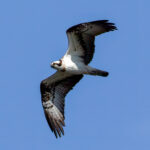Osprey (Pandion haliaetus) @ Årnestangen - Northern Øyeren Nature Reserve, Norway. Photo: Håvard Rosenlund
