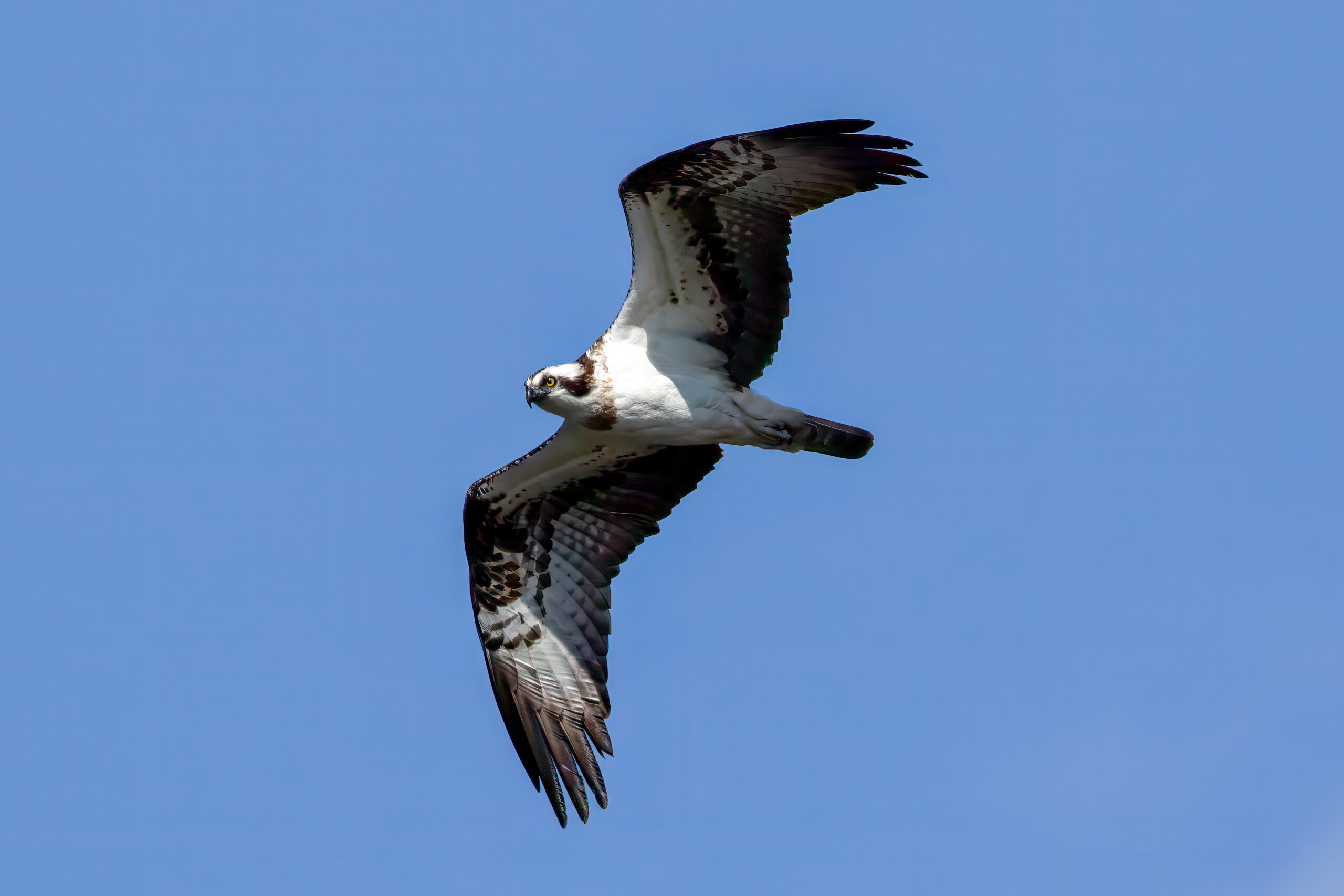Osprey (Pandion haliaetus) @ Årnestangen - Northern Øyeren Nature Reserve, Norway. Photo: Håvard Rosenlund