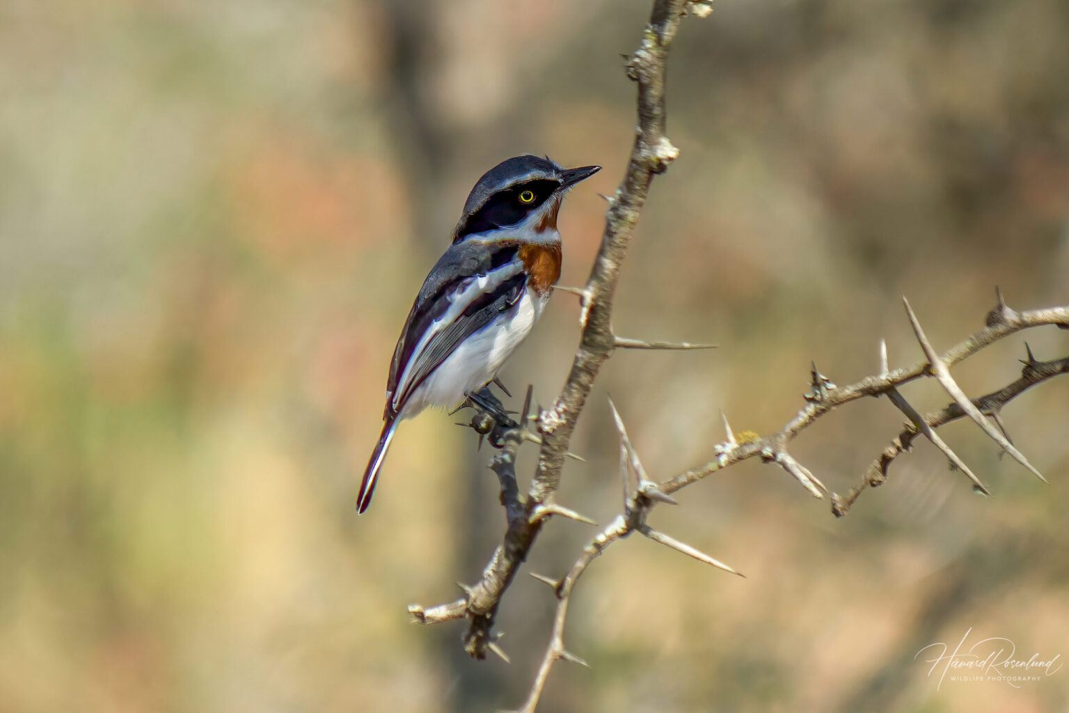 Chinspot Batis (Batis molitor) - Female @ Hluhluwe-iMfolozi Park, South Africa. Photo: Håvard Rosenlund