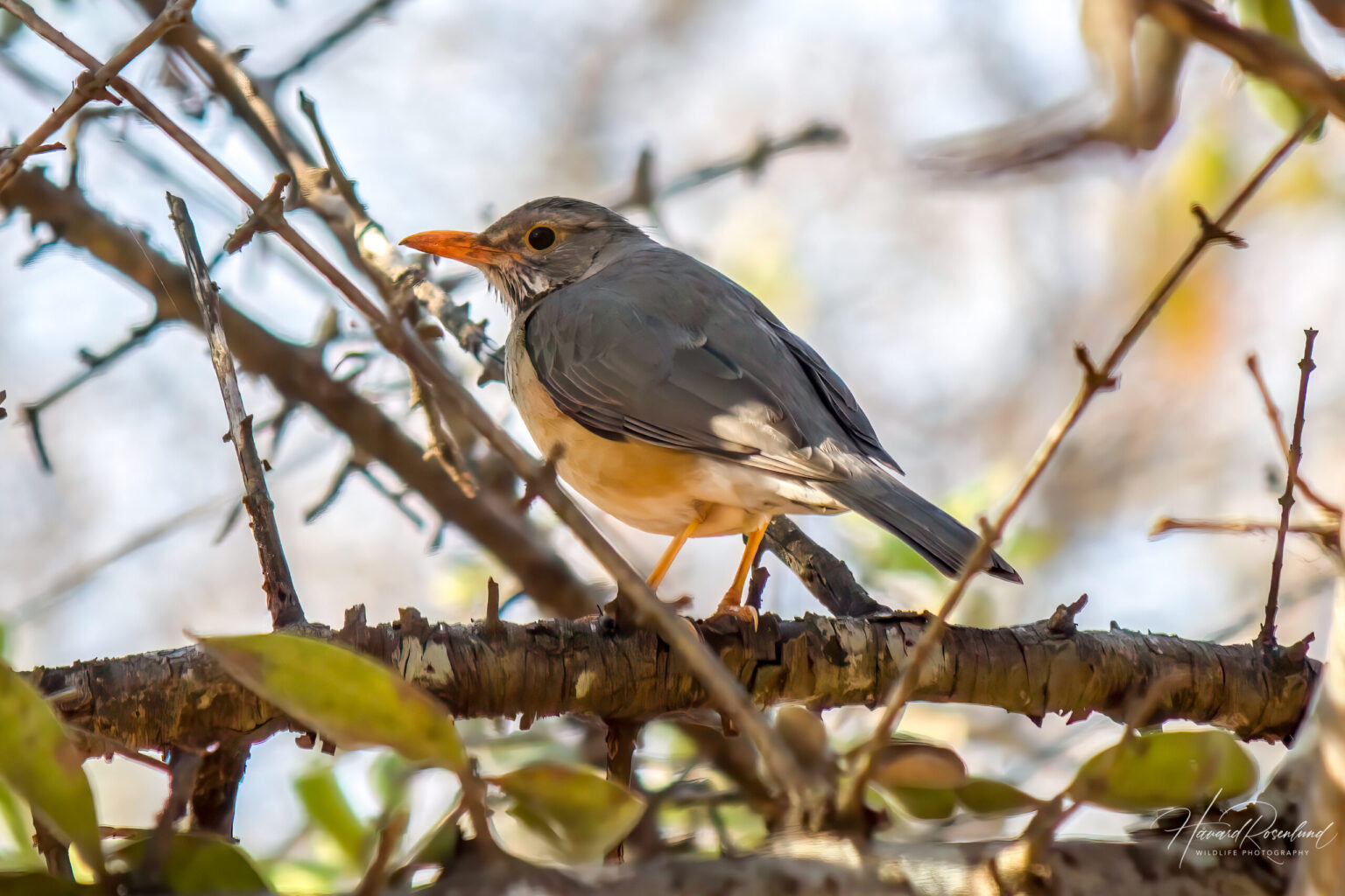 Kurrichane Thrush (Turdus libonyana) @ Ndumo Game Reserve, South Africa. Photo: Håvard Rosenlund