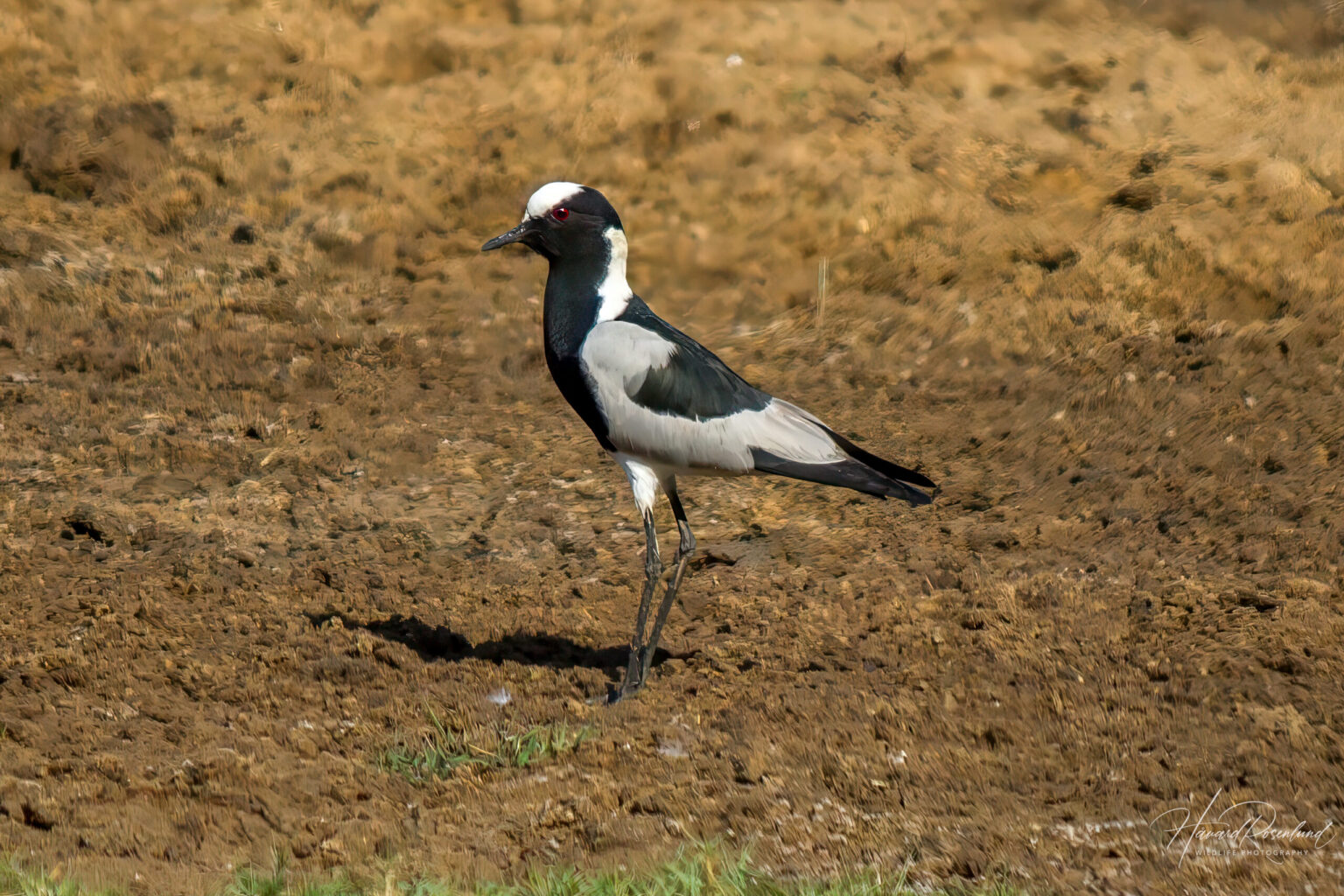 Blacksmith Lapwing (Vanellus armatus) @ Ndumo Game Reserve, South Africa. Photo: Håvard Rosenlund