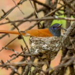 African Paradise Flycatcher (Terpsiphone viridis) -Female @ Ndumo Game Reserve, South Africa. Photo: Håvard Rosenlund