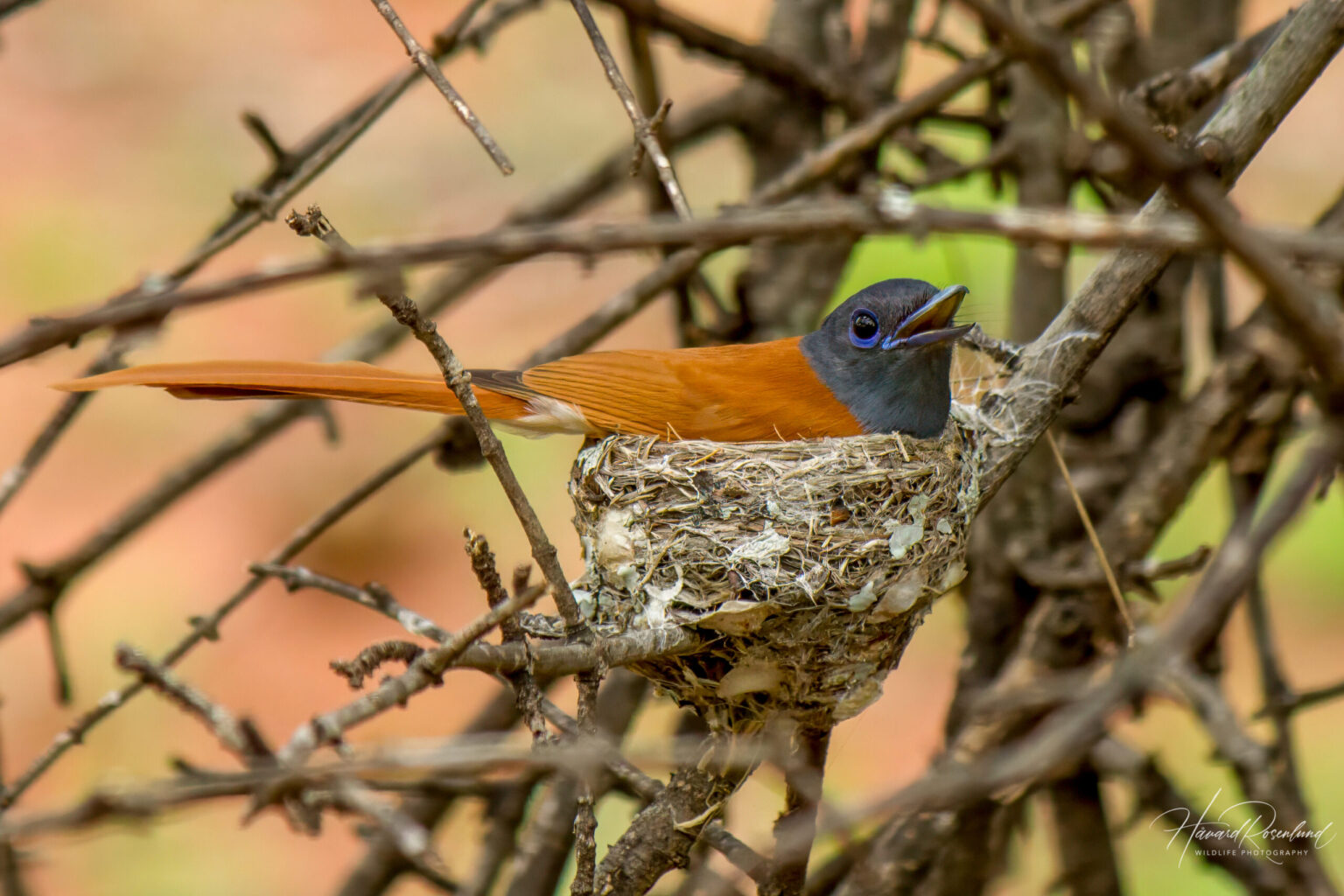 African Paradise Flycatcher (Terpsiphone viridis) -Female @ Ndumo Game Reserve, South Africa. Photo: Håvard Rosenlund