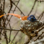 African Paradise-Flycatcher (Terpsiphone viridis) -Male @ Ndumo Game Reserve, South Africa. Photo: Håvard Rosenlund