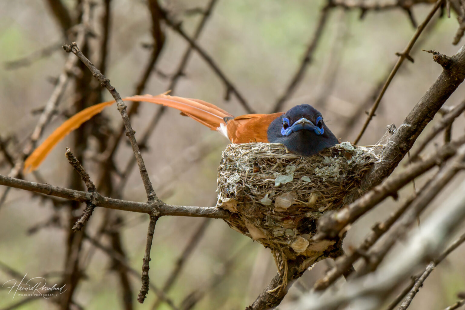 African Paradise-Flycatcher (Terpsiphone viridis) -Male @ Ndumo Game Reserve, South Africa. Photo: Håvard Rosenlund