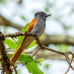 African Paradise Flycatcher (Terpsiphone viridis) -Female @ Ndumo Game Reserve, South Africa. Photo: Håvard Rosenlund
