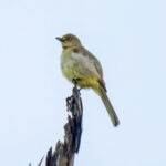 Sombre Greenbul (Andropadus importunus) @ St Lucia Estuary, South Africa. Photo: Håvard Rosenlund