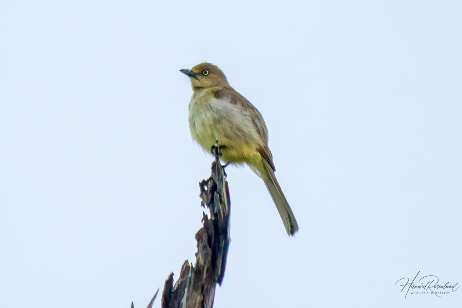 Sombre Greenbul (Andropadus importunus) @ St Lucia Estuary, South Africa. Photo: Håvard Rosenlund