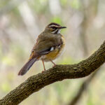 Bearded Scrub-Robin (Tychaedon quadrivirgata) @ Tembe Elephant Park, South Africa. Photo: Håvard Rosenlund