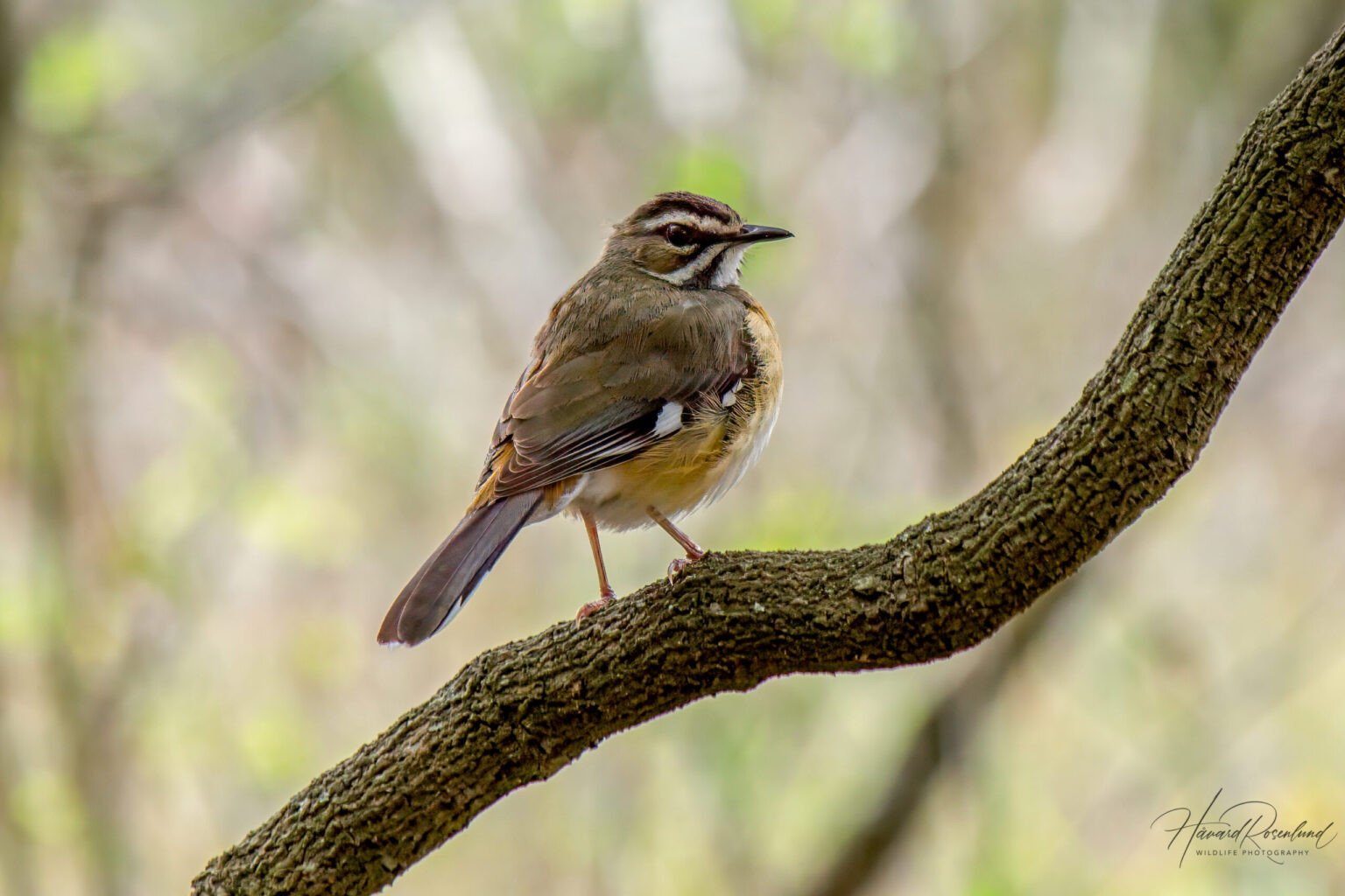 Bearded Scrub-Robin (Tychaedon quadrivirgata) @ Tembe Elephant Park, South Africa. Photo: Håvard Rosenlund