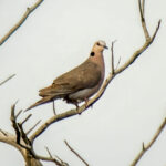 Red-eyed Dove (Streptopelia semitorquata) @ Tembe Elephant Park, South Africa. Photo: Håvard Rosenlund