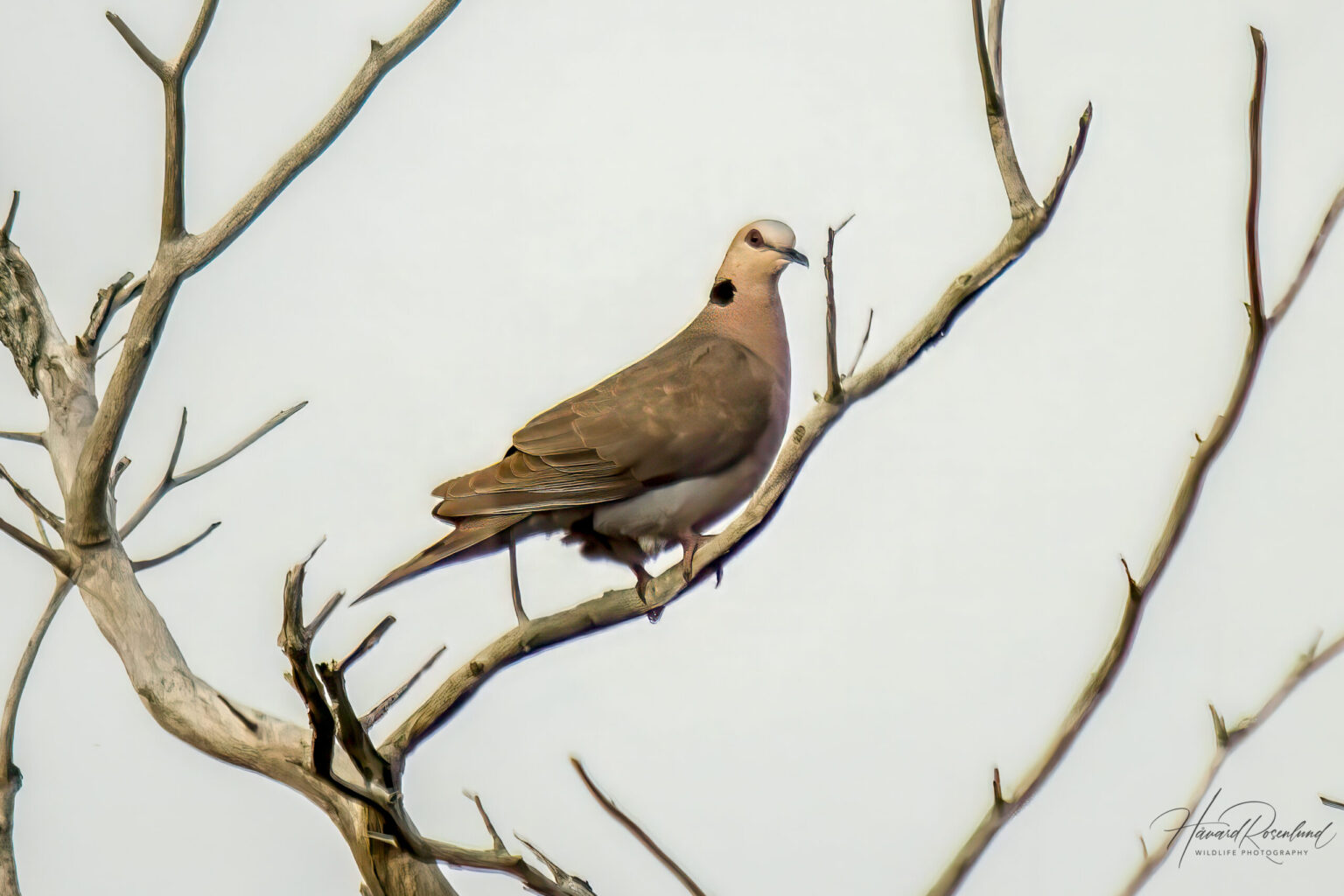 Red-eyed Dove (Streptopelia semitorquata) @ Tembe Elephant Park, South Africa. Photo: Håvard Rosenlund