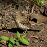 White-browed Scrub-Robin (Cercotrichas leucophrys) @ Phinda Private Game Reserve, South Africa. Photo: Håvard Rosenlund
