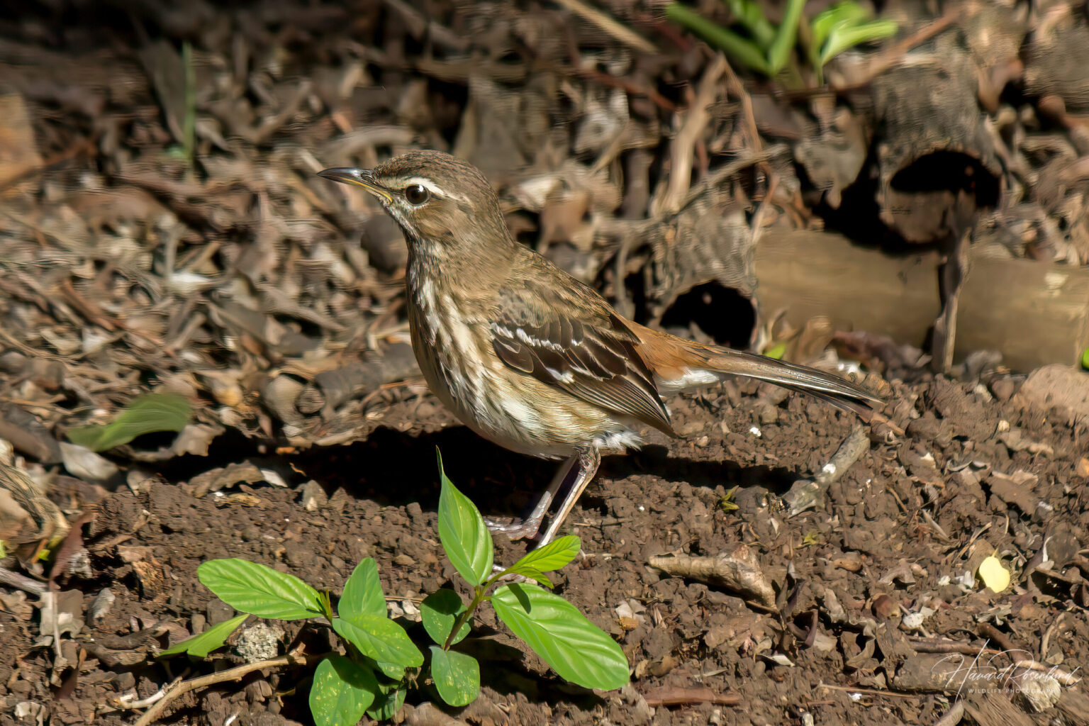 White-browed Scrub-Robin (Cercotrichas leucophrys) @ Phinda Private Game Reserve, South Africa. Photo: Håvard Rosenlund