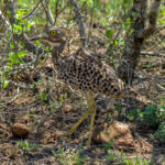 Spotted Thick-knee (Burhinus capensis) @ Ndumo Game Reserve, South Africa. Photo: Håvard Rosenlund