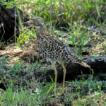 Spotted Thick-knee (Burhinus capensis) @ Ndumo Game Reserve, South Africa. Photo: Håvard Rosenlund