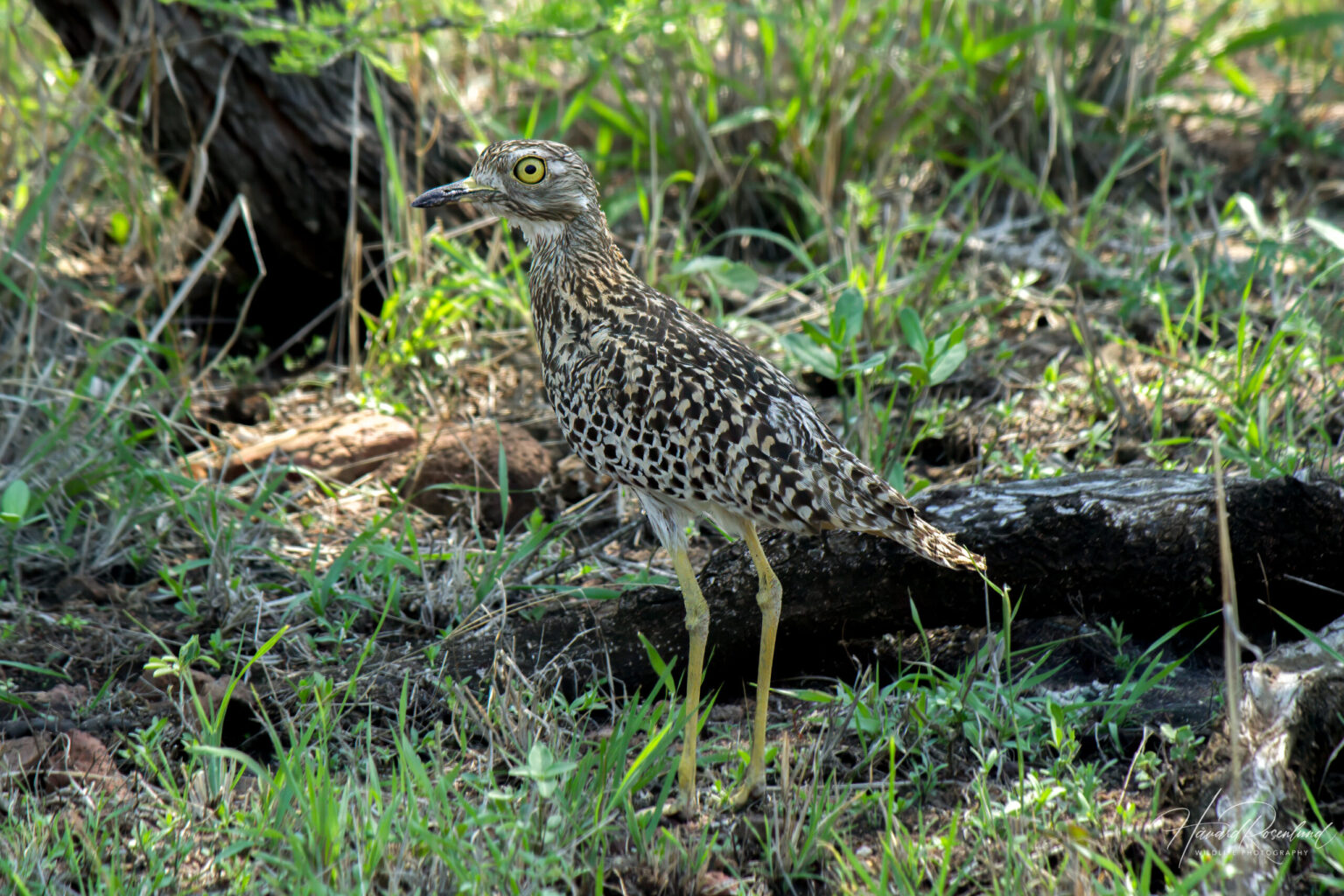 Spotted Thick-knee (Burhinus capensis) @ Ndumo Game Reserve, South Africa. Photo: Håvard Rosenlund
