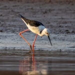 Black-winged Stilt (Himantopus himantopus) @ Satpura National Park, India. Photo: Håvard Rosenlund