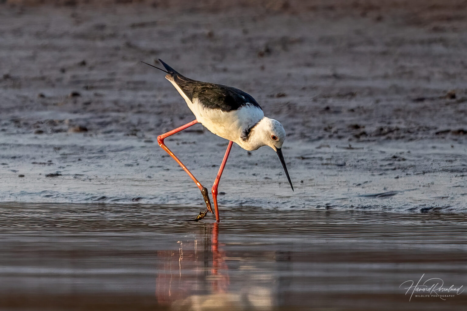 Black-winged Stilt (Himantopus himantopus) @ Satpura National Park, India. Photo: Håvard Rosenlund