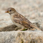 House Sparrow (Passer domesticus) - Juvenile @ Botanical Garden Oslo, Norway. Photo: Håvard Rosenlund